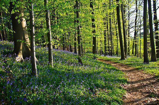 Hallerbos - Belgium's Blue Forest