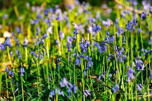 Hallerbos - Belgium's Blue Forest