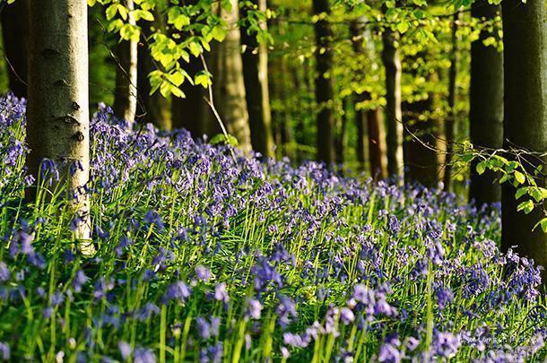 Bluebells and beech trees are best friends. 