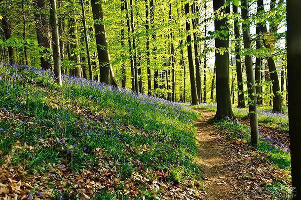 Hallerbos - Belgium's Blue Forest