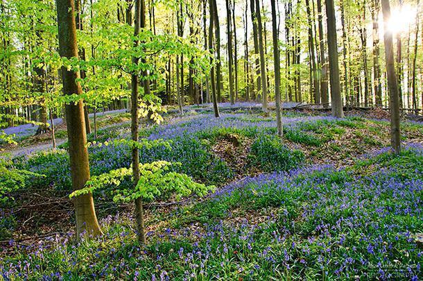 Hallerbos - Belgium's Blue Forest