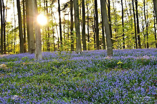 Hallerbos - Belgium's Blue Forest