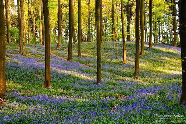 Hallerbos - Belgium's Blue Forest