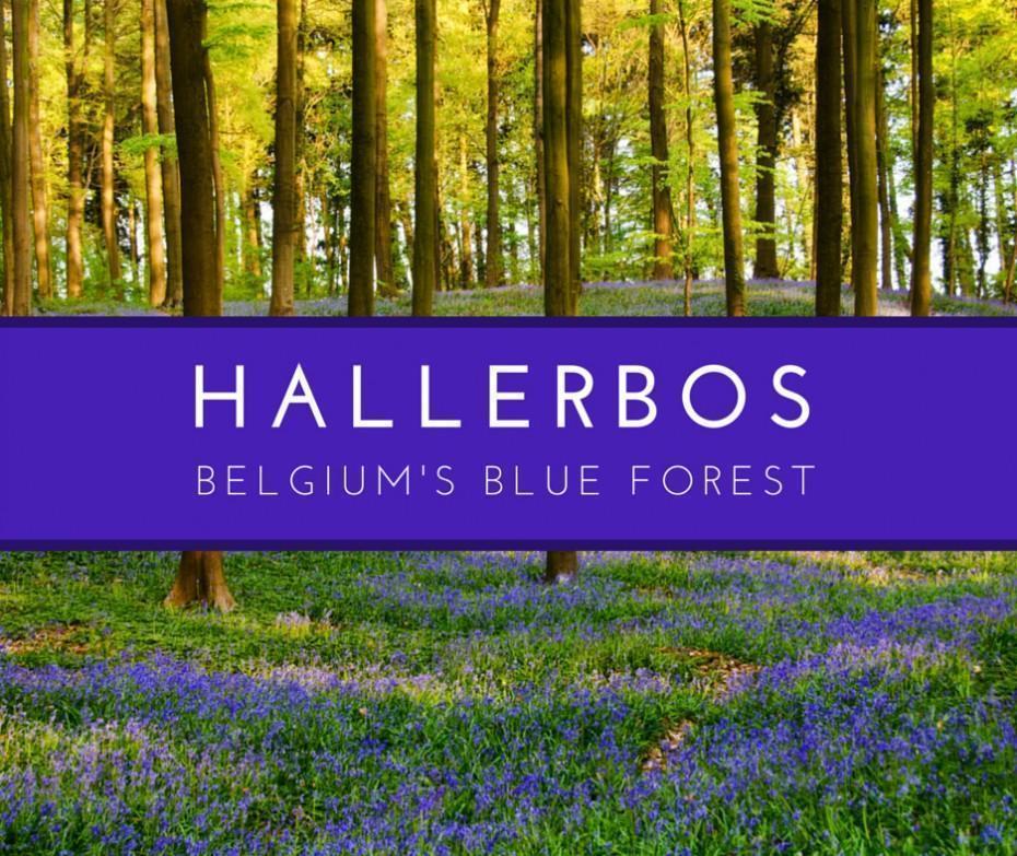 Hallerbos - Belgium's Blue Forest