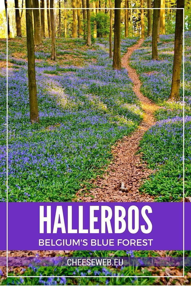 Hallerbos - Belgium's Blue Forest