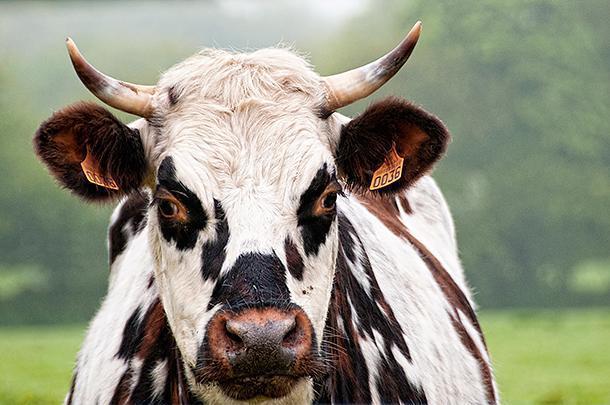 Normande cows are known for their 'lunettes' , spots over their eyes that look like glasses