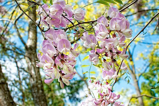 Spring is a perfect time to witness the blooms throughout the arboretum.