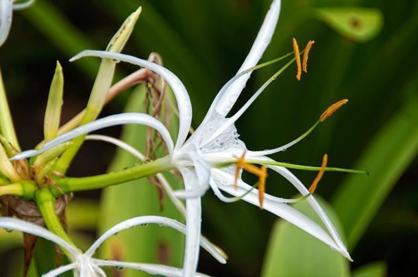 French Guiana's rich flora makes it heaven for flower lovers