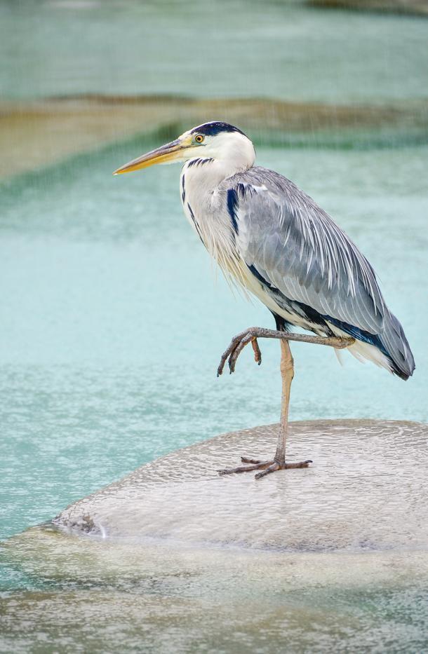 A Great Blue Heron stands on guard