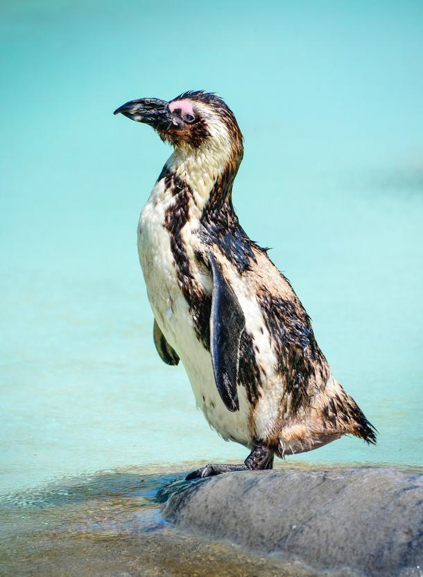 A Sounth African Jackass penguin knows how to stay cool in the heatwave