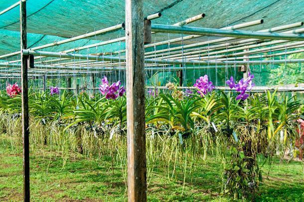 Orchids being grown for sale at the botanical garden