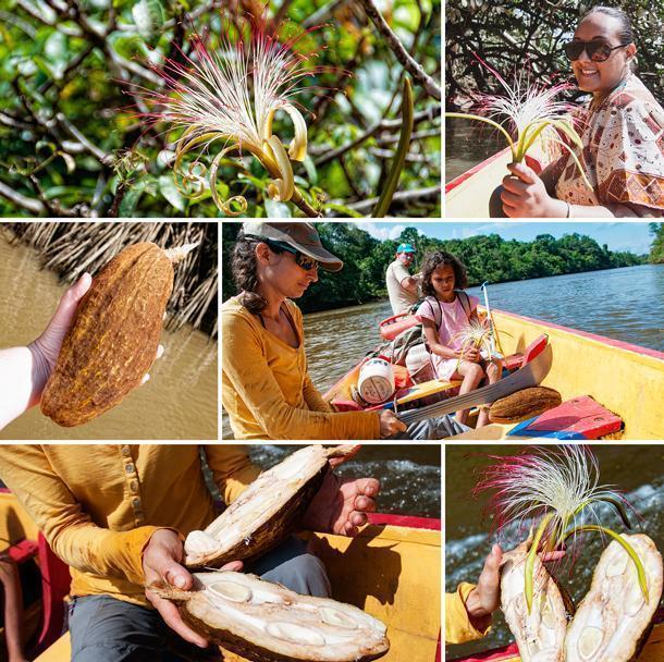 Discovering cacao along the river in French Guiana