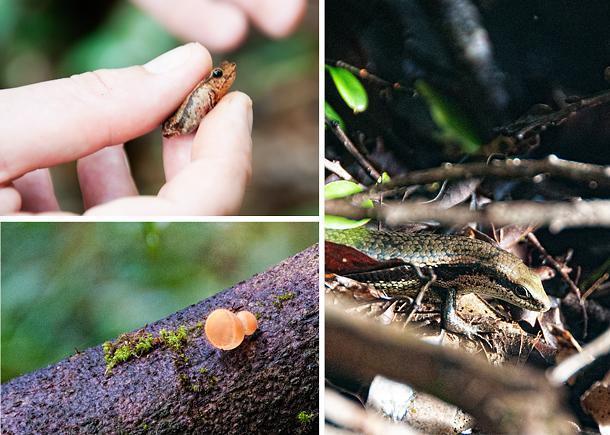 Even the tiniest of French Guiana's flora and fauna are fascinating