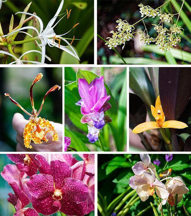 Just a few of the colourful orchids and flowers on display at the botanical garden. 