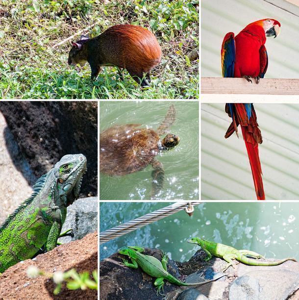 The wildlife on Ile Royale includes iguanas and agouti