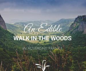 An edible walk in the woods in Auvergne, France