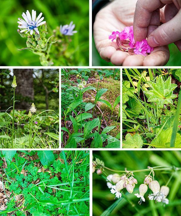 Some of the edible bounty from Auvergne's forest we recognise and some we don't
