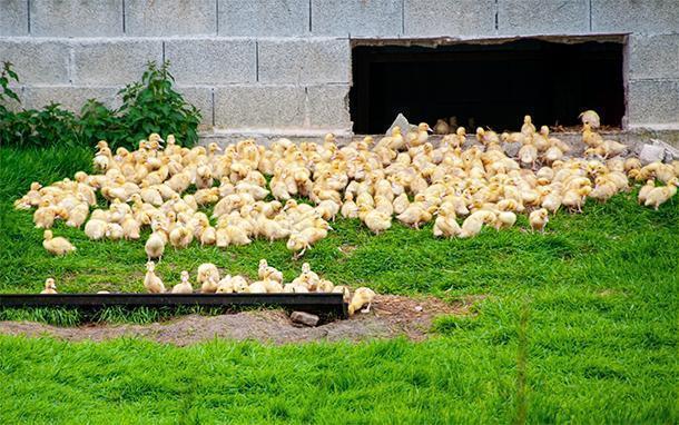 Plenty of baby ducks at the farm