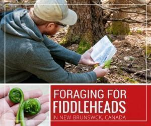 Foraging for fiddleheads and wild food in New Brunswick, Canada