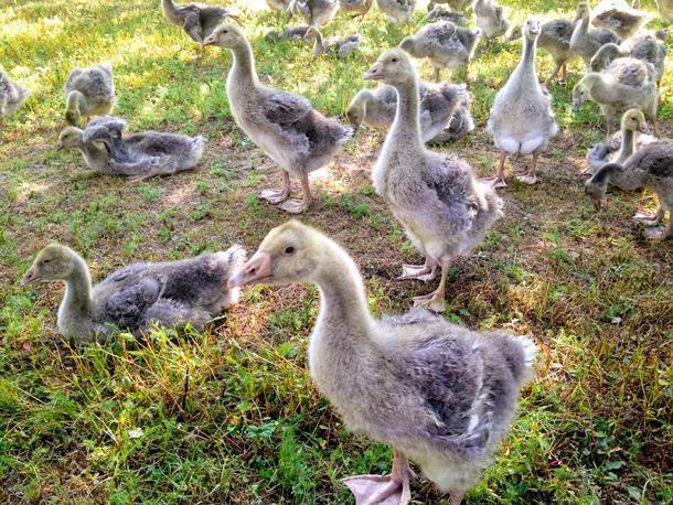 These geese live a much better life than factory farmed chicken