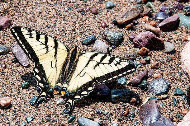 This swallowtail butterfly is just one of the countless species you can see in the Fundy Trail Parkway