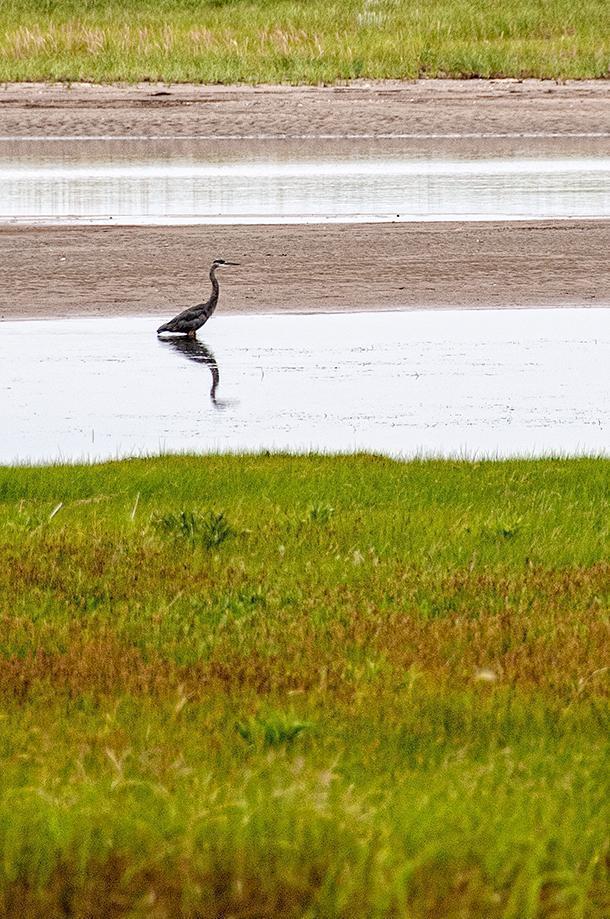 Kouchibouguac's guides can teach you about the flora and fauna of this special corner of New Brunswick