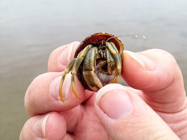 We didn't find any clams at Kouchibouguac but we did see lots of these little hermit crabs