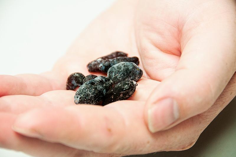 Frozen haskaps look a bit like blueberries on steroids but are an all-natural superfood