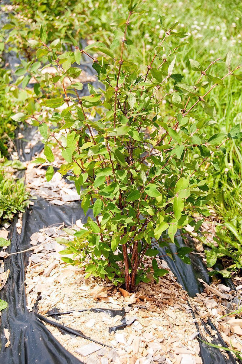 Young haskap bushes are being studied across the Madawaska region