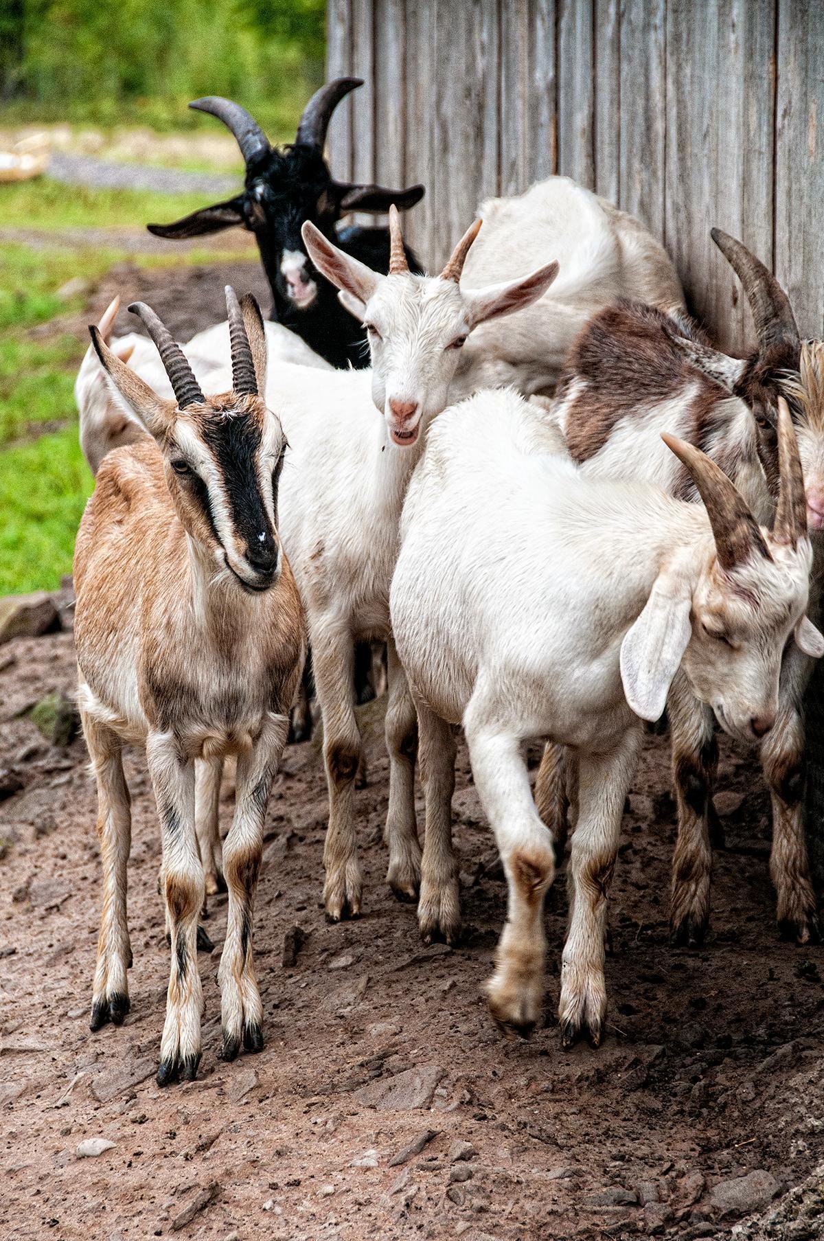 Here at CheeseWeb, we love goats!