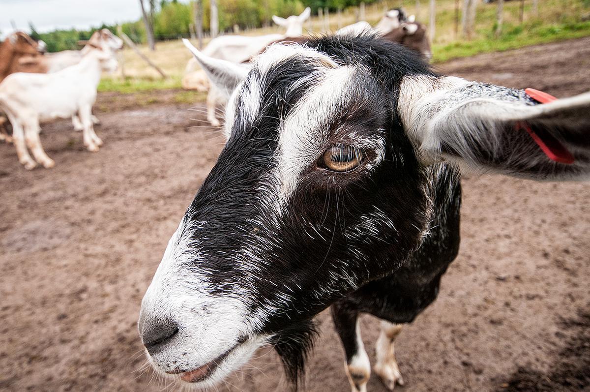 Getting up close and personal with the goats of Au Fond du Bois