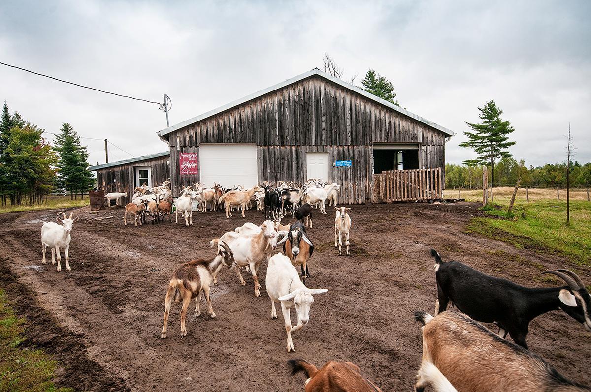 Happy Free-range goats at Fromagerie Au Fond du Bois, in Rexton, New Brunswick