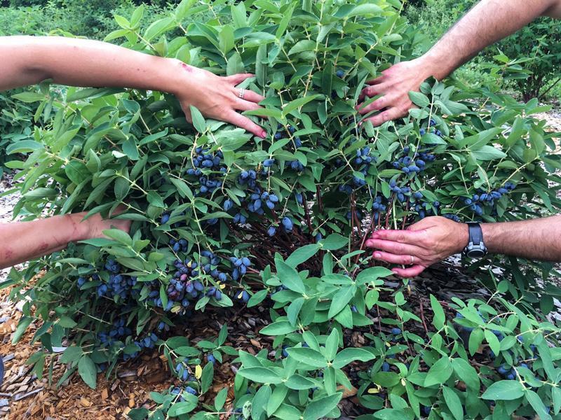 This photo of a loaded haskap bush (supplied by COFNO) shows the potential for this delicious berry in Northern New Brunswick