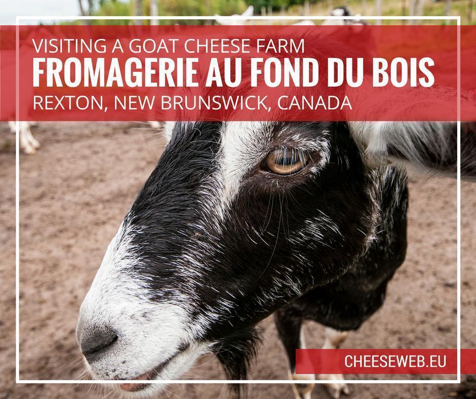 Visiting goat cheese farm fromagerie Au Fond du Bois in Rexton, New Brunswick, Canada