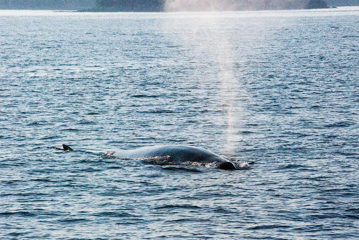 Whale Watching is an unforgettable experience in New Brunswick