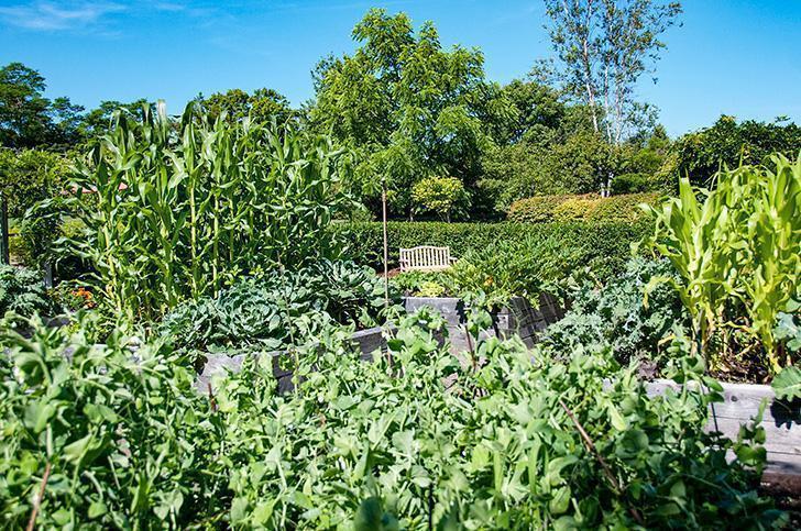 This vegetable garden joins the seniors' home next door and residents can care for and harvest their own food. 