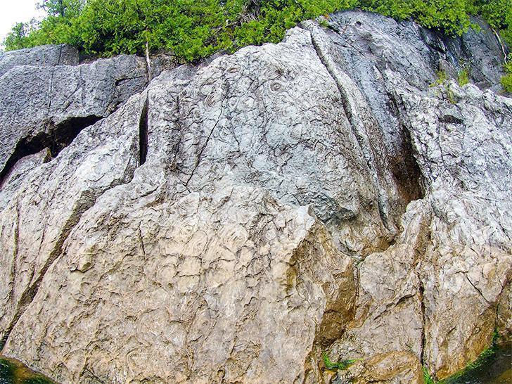 Stromatolites in Saint John's Stonehammer Geopark