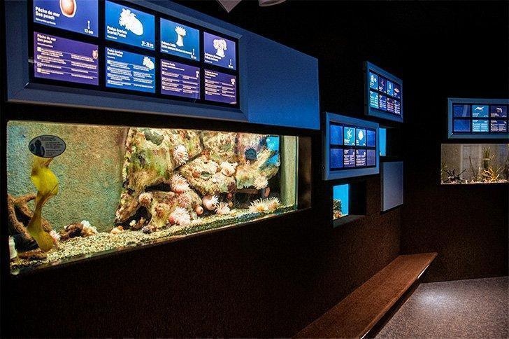 Discover what lives beneath the sea at the New Brunswick Aquarium & Marine Centre