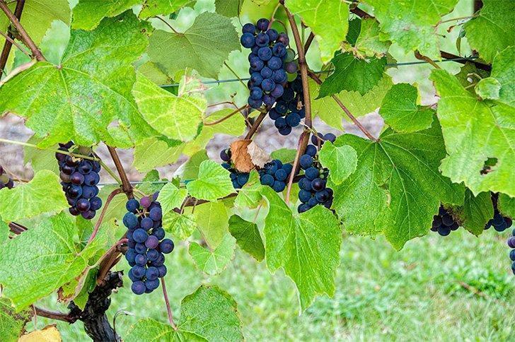 Baby wine growing at Richibucto River Wine Estate