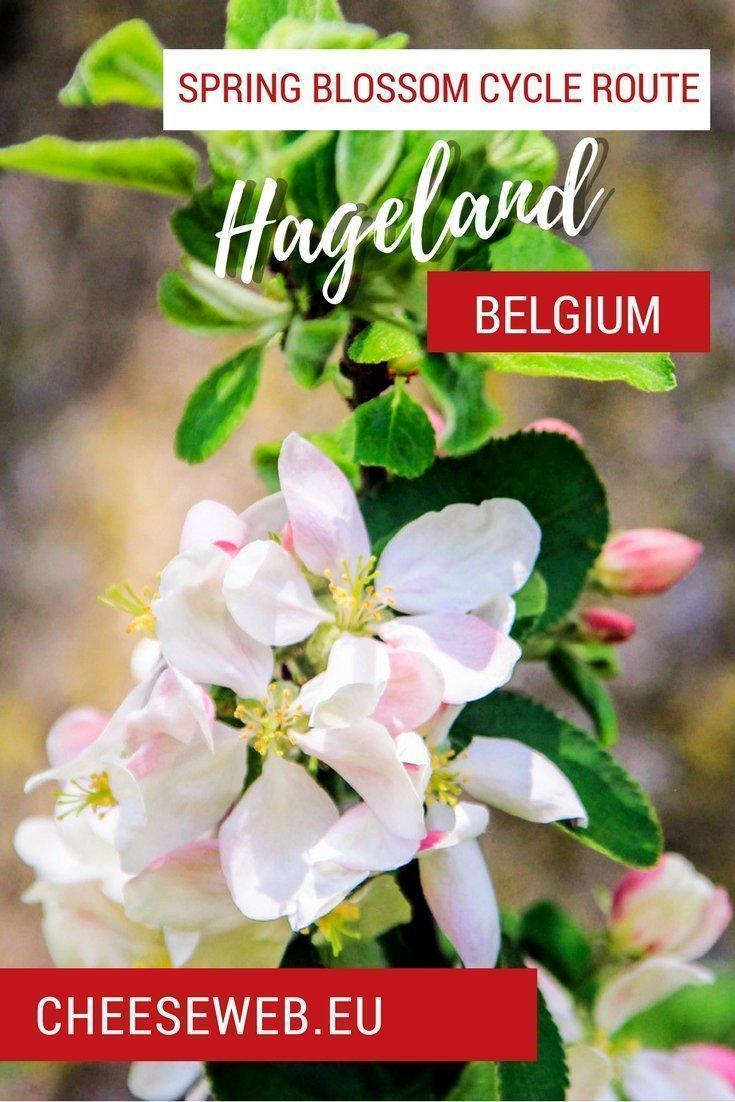Adrian shares a slow travel cycle trip to discover Belgium’s Hageland area of Flemish Brabant including stops at a winery, ice cream shop, Het Vinne nature reserve, and plenty of beautiful spring blossoms.