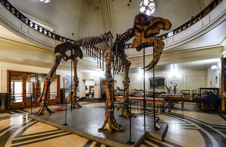 Discover dinosaurs and other ancient beasts at The Museum of Paleontology and Historical Geology