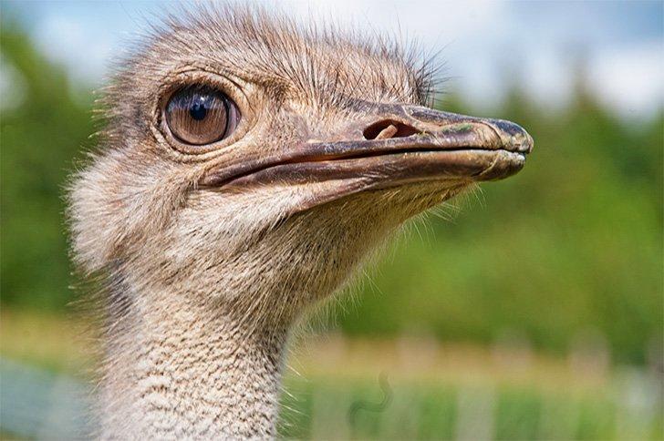Take a family outing to the Pont d'Amour ostrich farm near Dinant, Belgium.