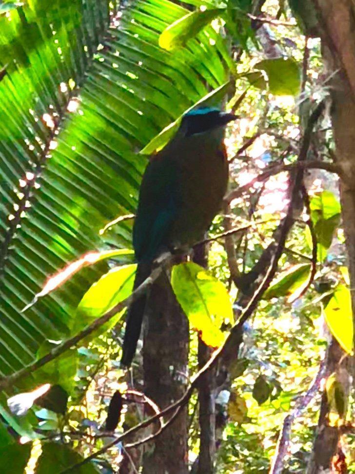 Watching the Motmot birds in Belize.