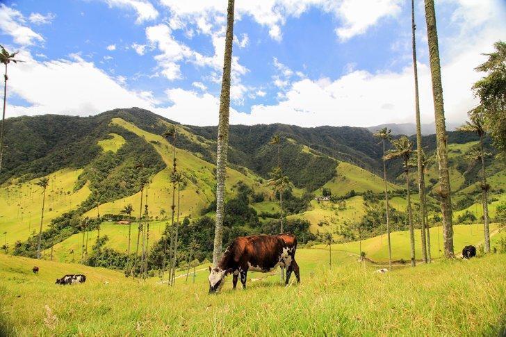 Valle de Cocora, Salento places to visit in colombia