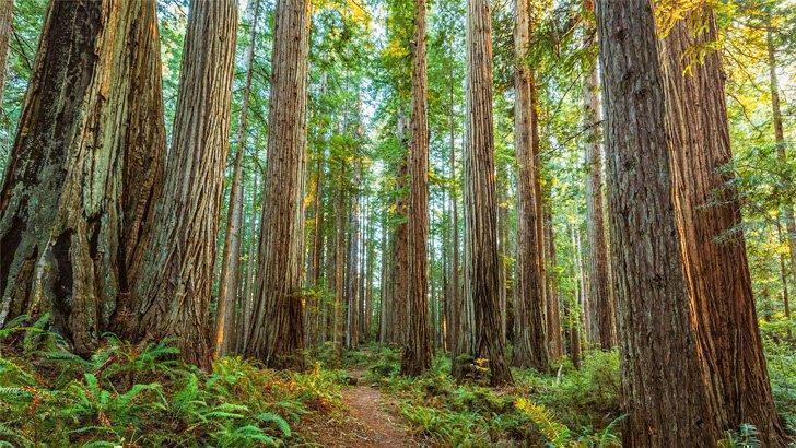 Prairie Creek Redwoods State Park, California