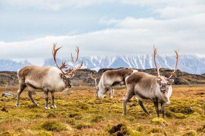 What’s so special about Spitsbergen, Svalbard, Norway? | CheeseWeb