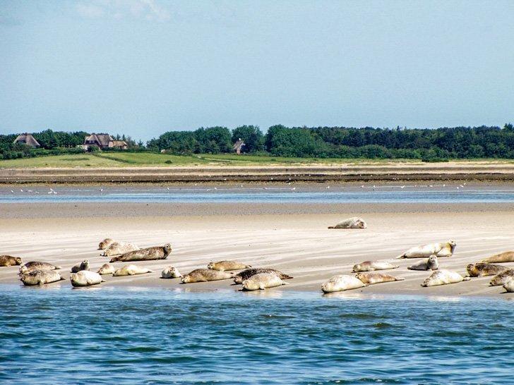 Wildlife enjoys the sandy beaches of Föhr island in Germany as much as the humans do. 
