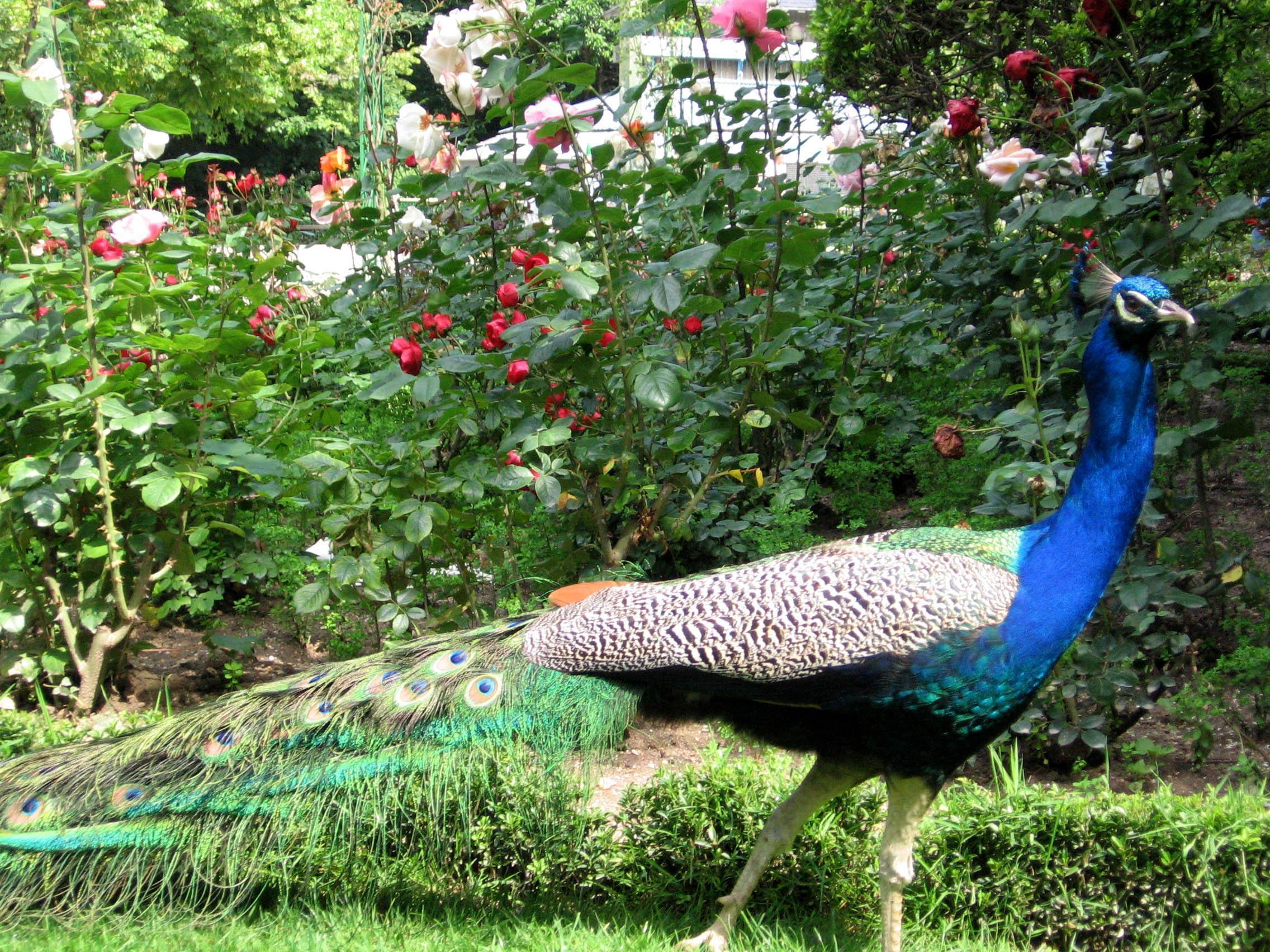 A peacock in the rose garden of Campo Grande.