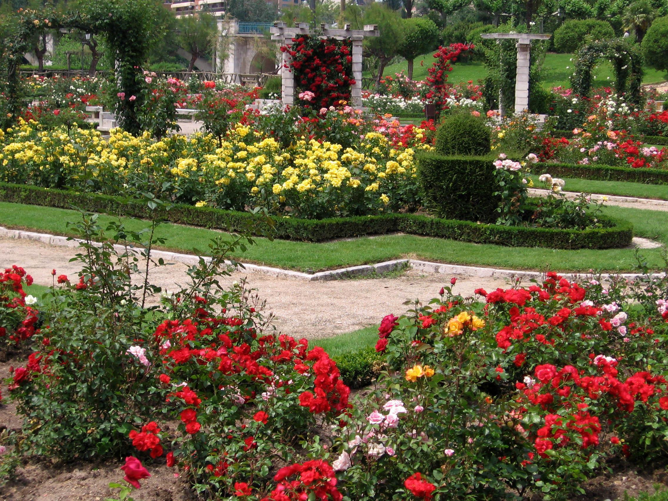 A little corner of the rose garden.